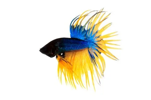 Fighting fish Stock Photos
