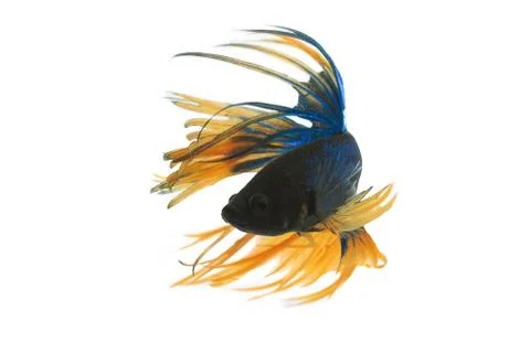Fighting fish Stock Photos
