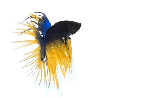 Fighting fish Stock Photos