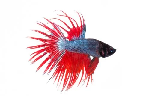 Fighting fish Stock Photos