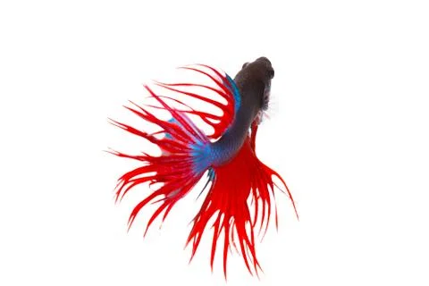 Fighting fish Stock Photos