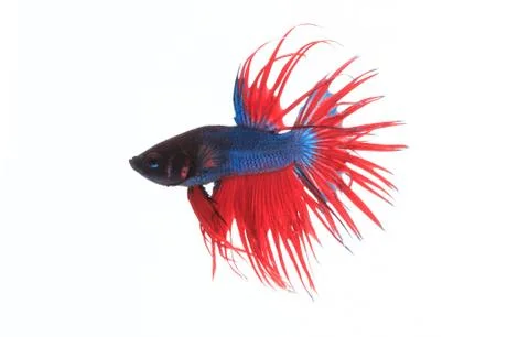 Fighting fish Stock Photos