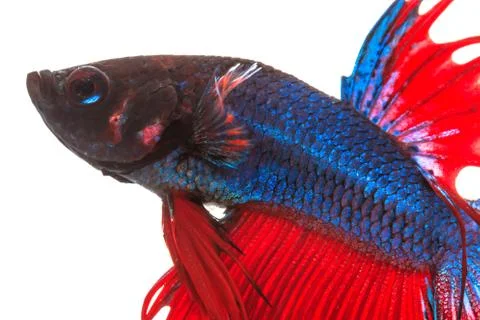 Fighting fish Stock Photos