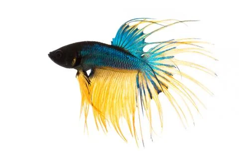 Fighting fish Stock Photos