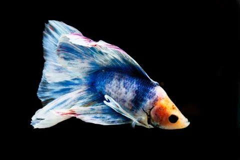 Fighting fish Stock Photos