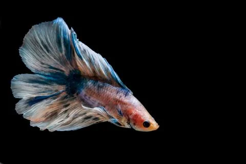 Fighting fish Фото