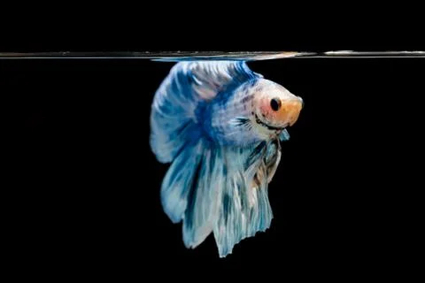 Fighting fish 스톡 사진