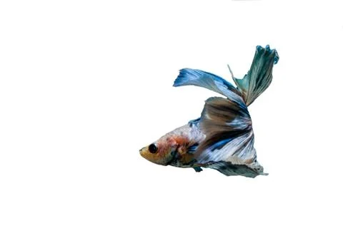 Fighting fish Foto stock