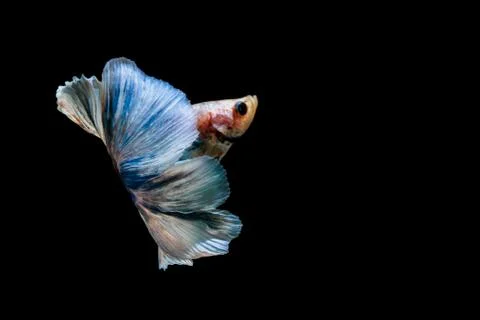 Fighting fish Fotos Stock