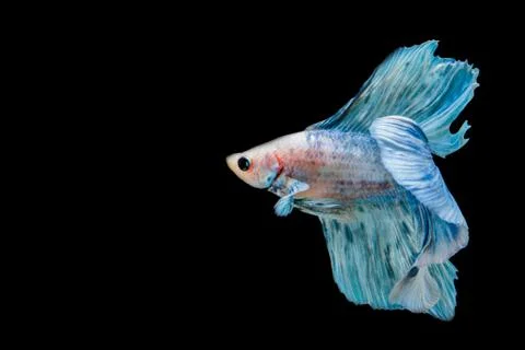 Fighting fish Stock Photos