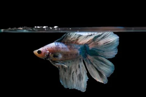 Fighting fish Stockfoto's