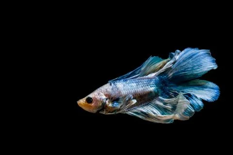 Fighting fish Photos