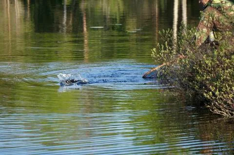 Fighting fish 스톡 사진