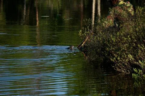 Fighting fish Foto stock