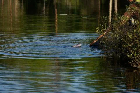 Fighting fish Foto stock