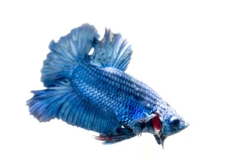 Fighting fish. Stock Photos