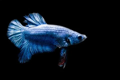 Fighting fish. Stock Photos