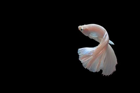 Fighting fish Stock Photos