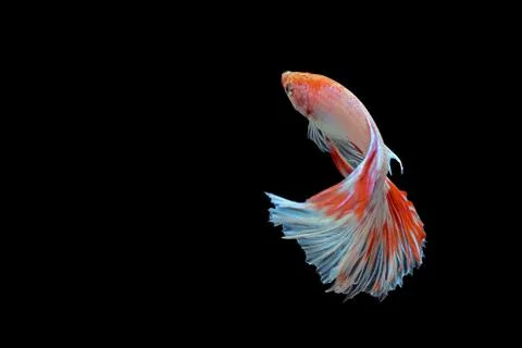 Fighting fish Stock Photos