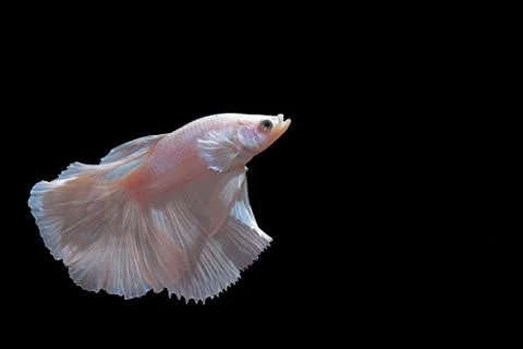 Fighting fish Stock Photos