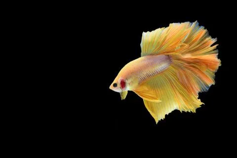 Fighting fish Stock Photos
