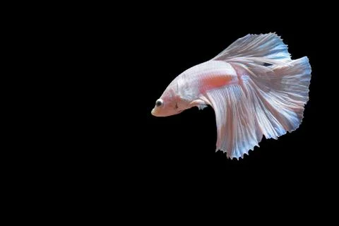 Fighting fish Stock Photos