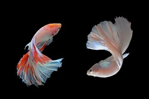 Fighting fish Stock Photos