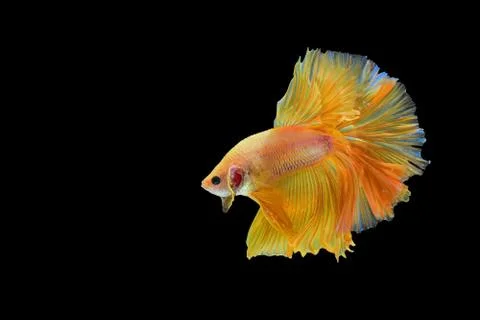 Fighting fish Stock Photos