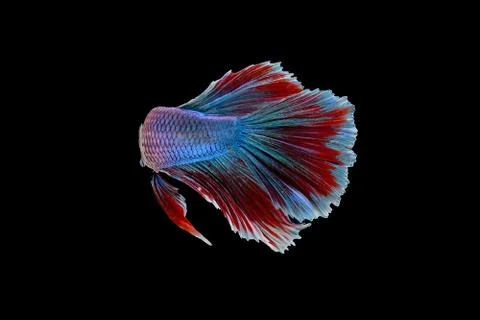 Fighting fish Stock Photos