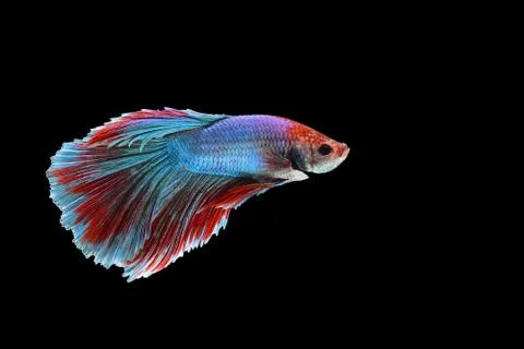 Fighting fish Stock Photos