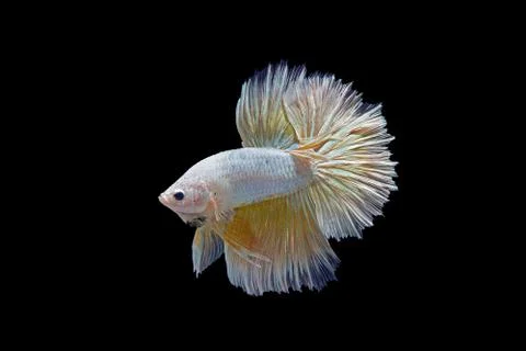 Fighting fish Stock Photos