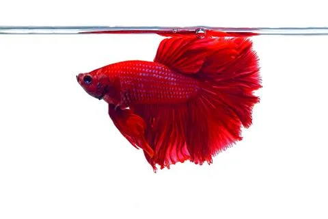 Fighting fish Stock Photos