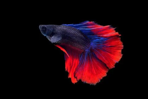 Fighting fish Stock Photos