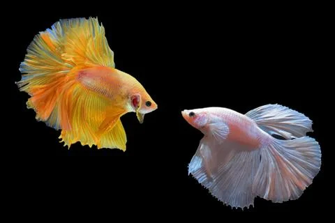 Fighting fish Stock Photos