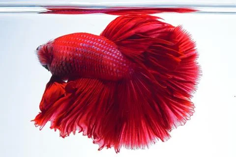 Fighting fish Stock Photos
