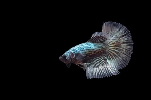 Fighting fish Stock Photos