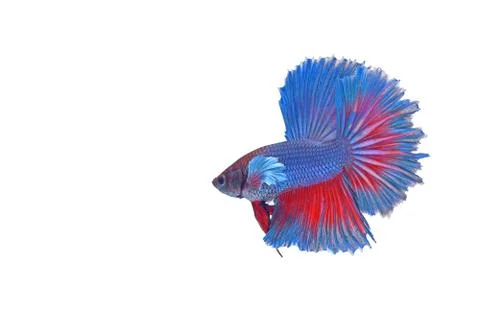 Fighting fish Stock Photos