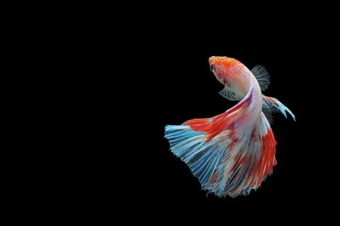 Fighting fish Stock Photos