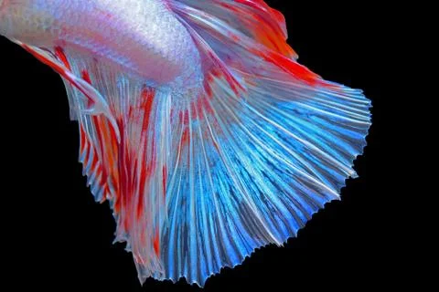 Fighting fish Stock Photos