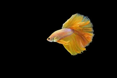 Fighting fish Stock Photos