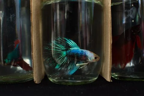 Fighting Fish Stock Photos
