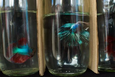 Fighting Fish Stock Photos