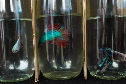 Fighting Fish Stock Photos