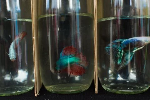 Fighting Fish Stock Photos