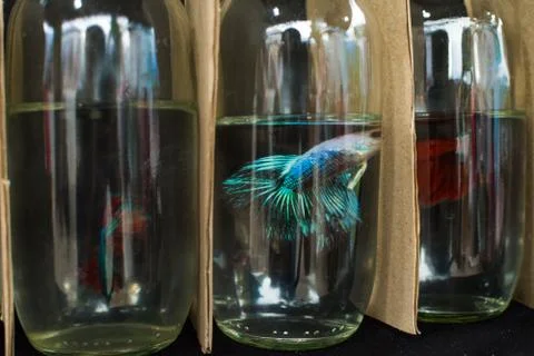 Fighting Fish Stock Photos