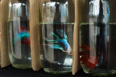 Fighting Fish Stock Photos