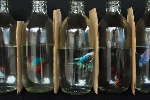 Fighting Fish Stock Photos