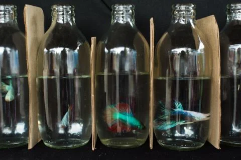 Fighting Fish Stock Photos