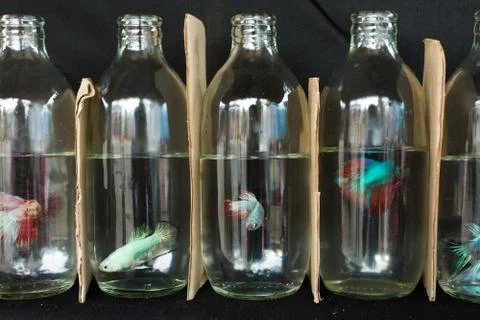 Fighting Fish Stock Photos