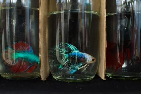 Fighting Fish Stock Photos